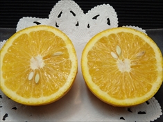八朔　ハッサク　はっさく