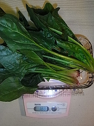 ほうれん草と卵の炒め物の簡単レシピ